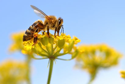 Giornata mondiale delle api: senza di loro non esiste vita sulla terra